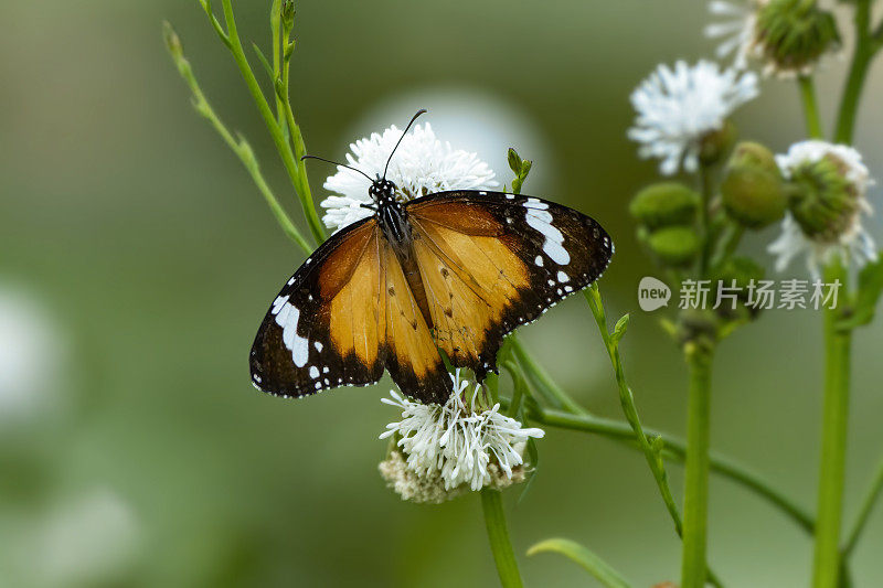 《蝴蝶夫人》(Vanessa cardui)